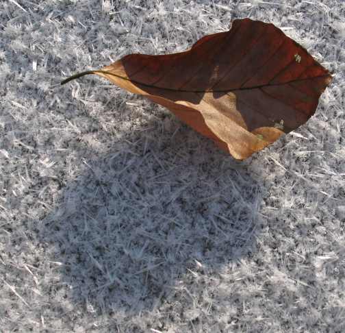 Blatt auf Schnee auf Eis