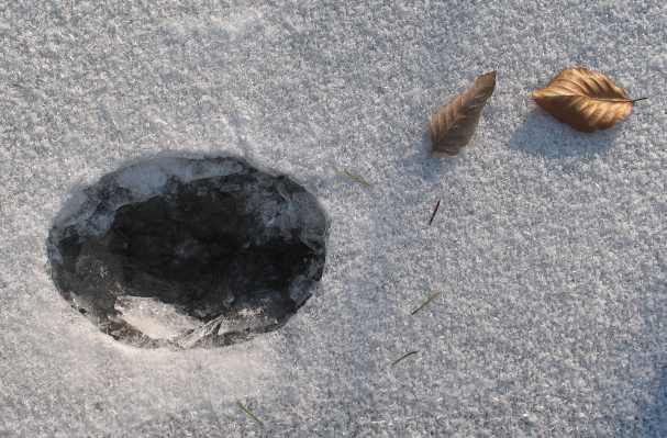 Bltter auf Schnee auf Eis mit Loch
