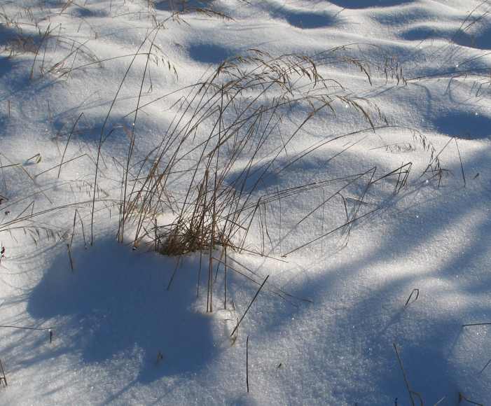 Grashalme im Schnee im Sonnenschein